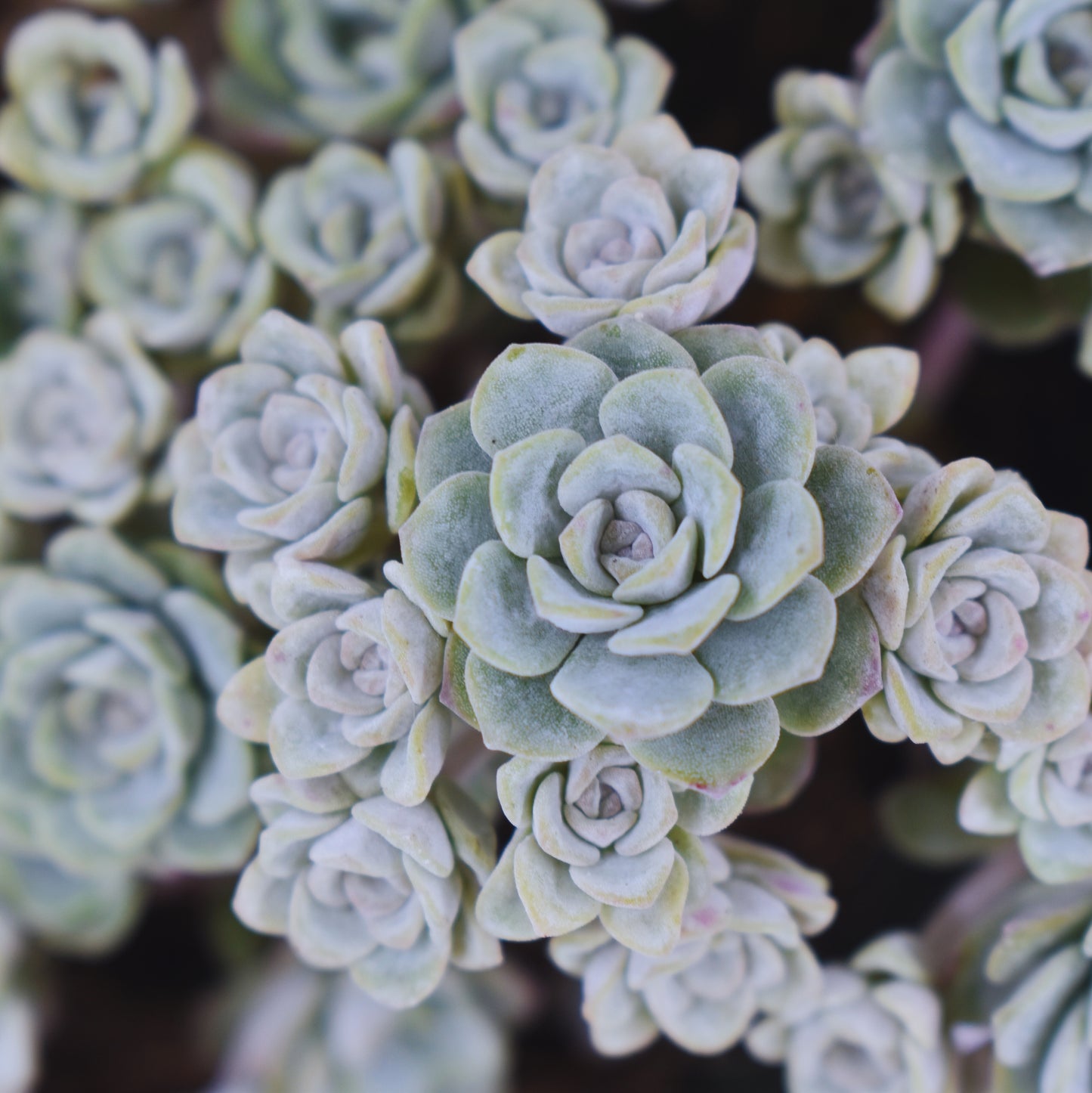 Succulent Cabochons